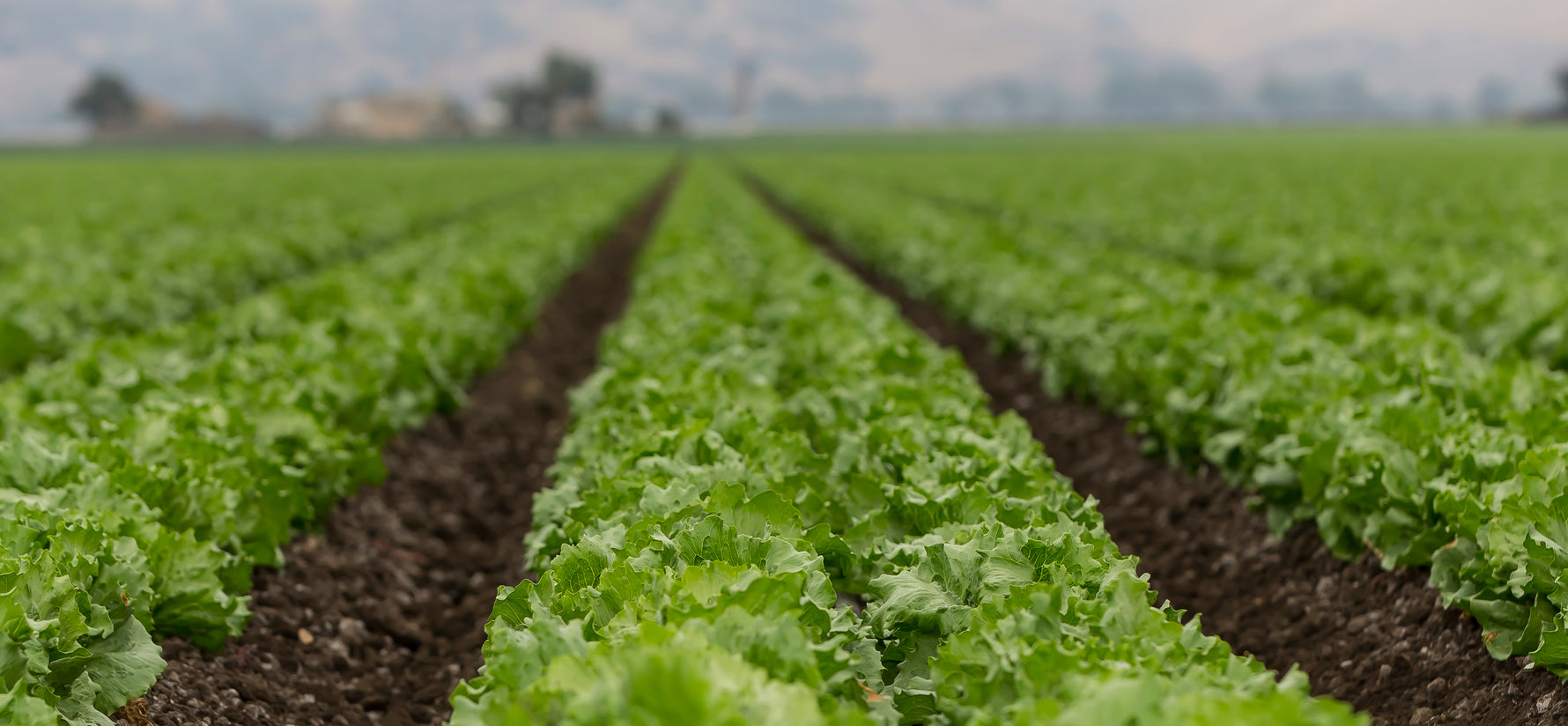 Vegetable Growers Supply Agriculture Harvest Supplies and Tools